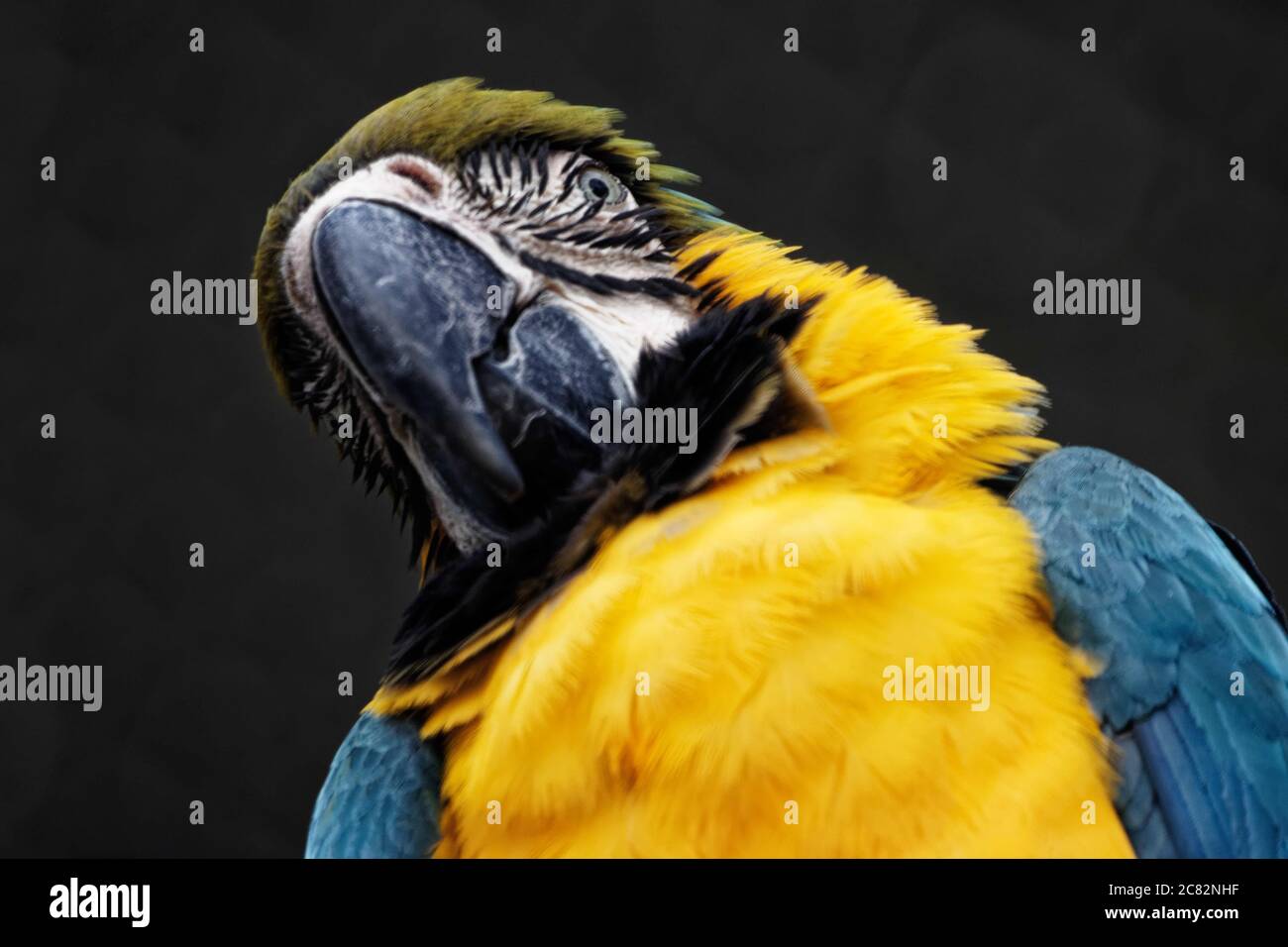 La macaw blu-e-oro (Ara ararauna), conosciuta anche come macaw blu-e-giallo, è un grande pappagallo sudamericano. Foto Stock