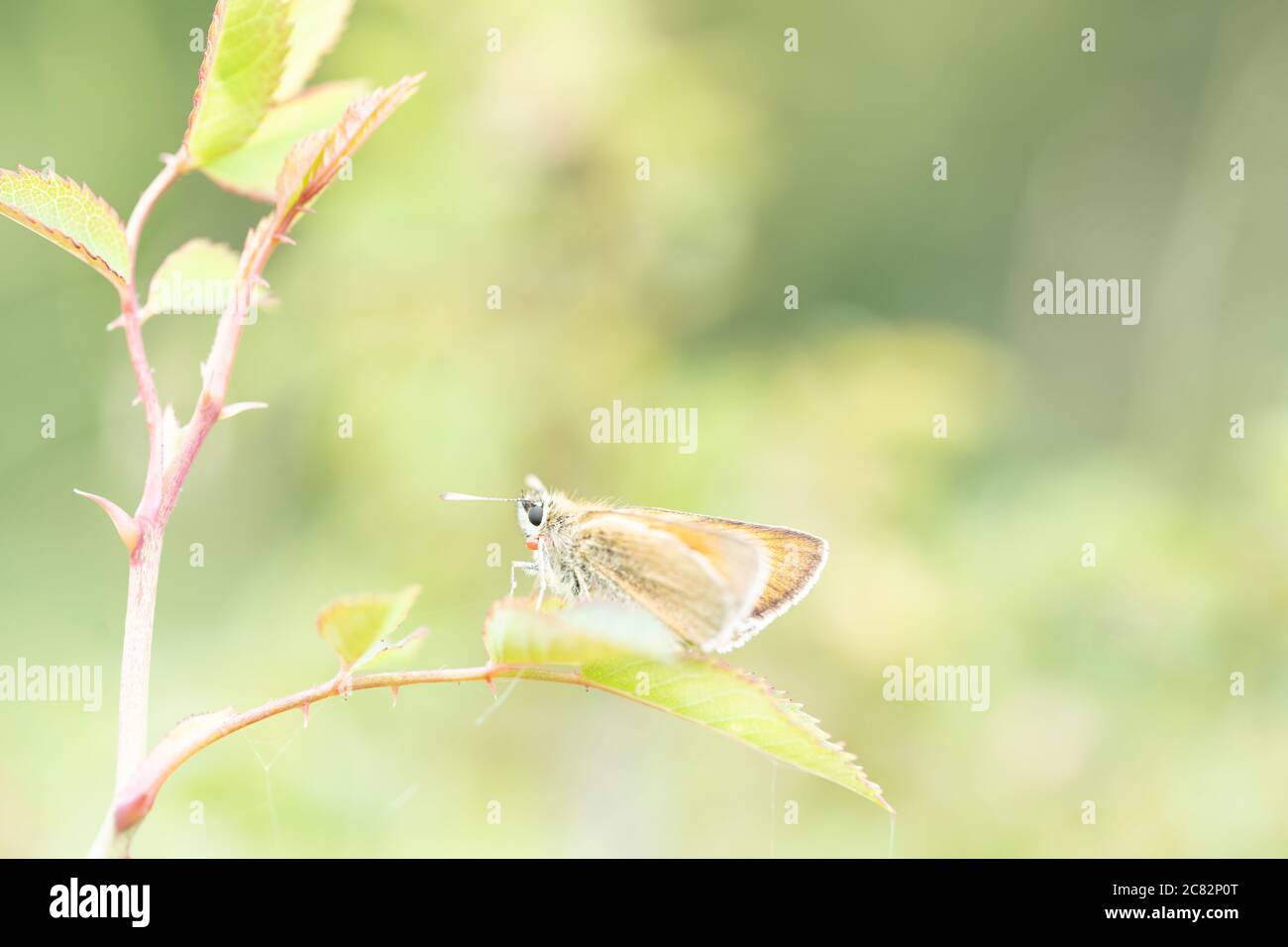 Piccolo skipper (Thymelicus sylvestris) farfalla, Regno Unito Foto Stock