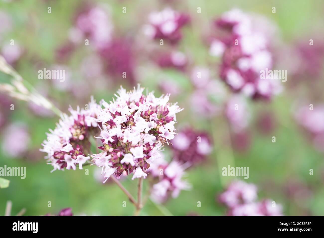 Wild Marjoram (Origanum vulgare), origano, Chilterns, Regno Unito Foto Stock