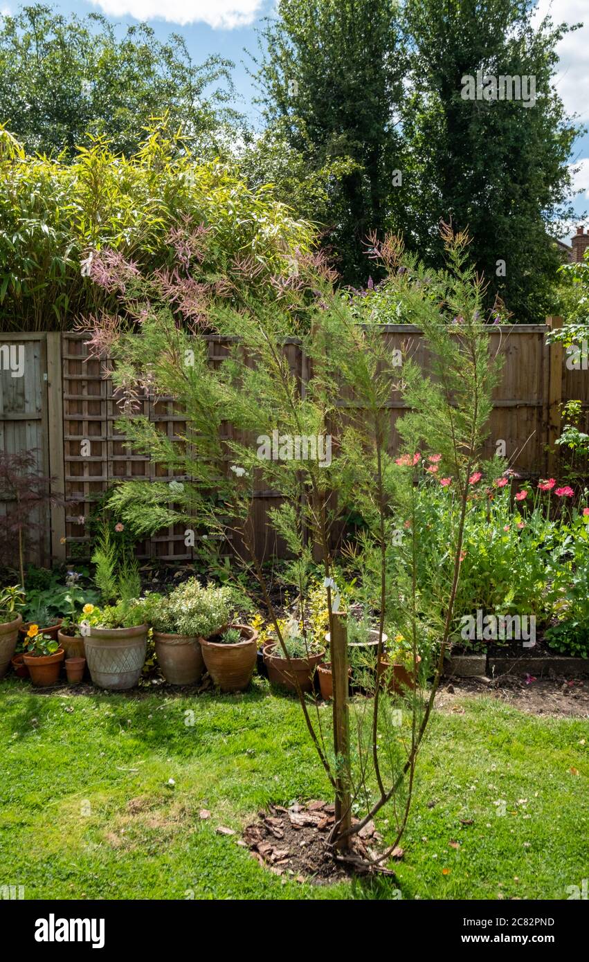 Tamarix ramosissima arbusto fiorito estivo. Conosciuto anche come Tamarisk. Foto Stock