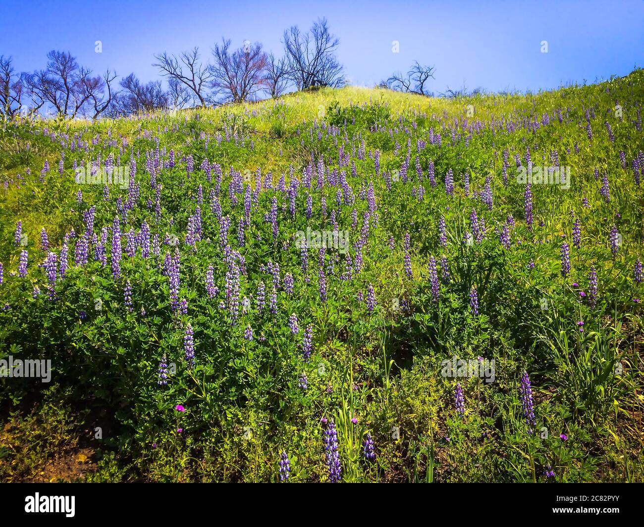 Primo piano di una collina con fiori di Lupin nel Malibu Creek state Park, sulle montagne di Santa Monica, nella primavera del 2019 Foto Stock