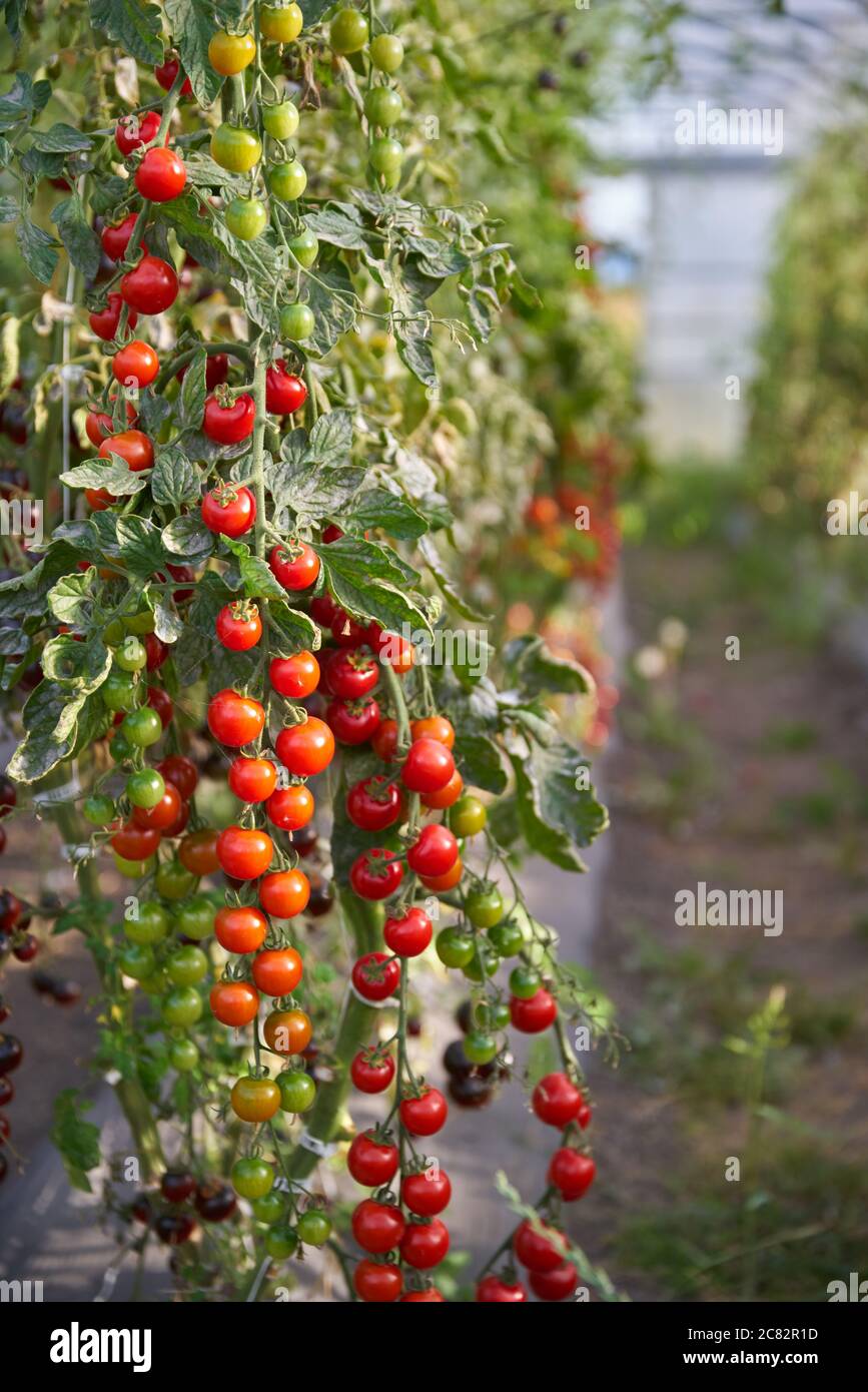Pomodori a serra sulla vite. Pomodori ciliegini che crescono in serra. Foto Stock
