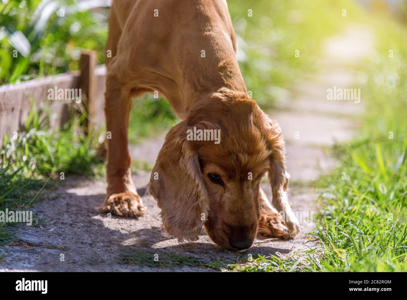 Carino american Cocker Spaniel cucciolo Foto Stock