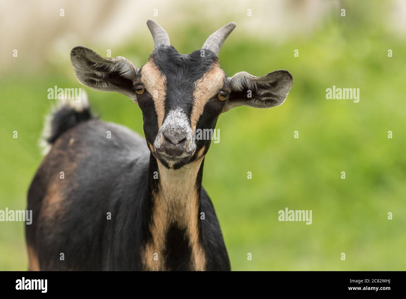 Capra nera e marrone, capra aegagrus hircus, spazio di copia closeup Foto Stock