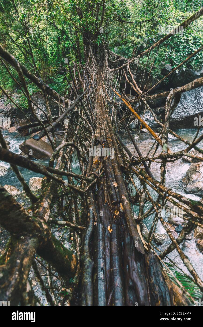 Radice vivente ponte a Cherrapunji, Meghalaya, India Foto Stock
