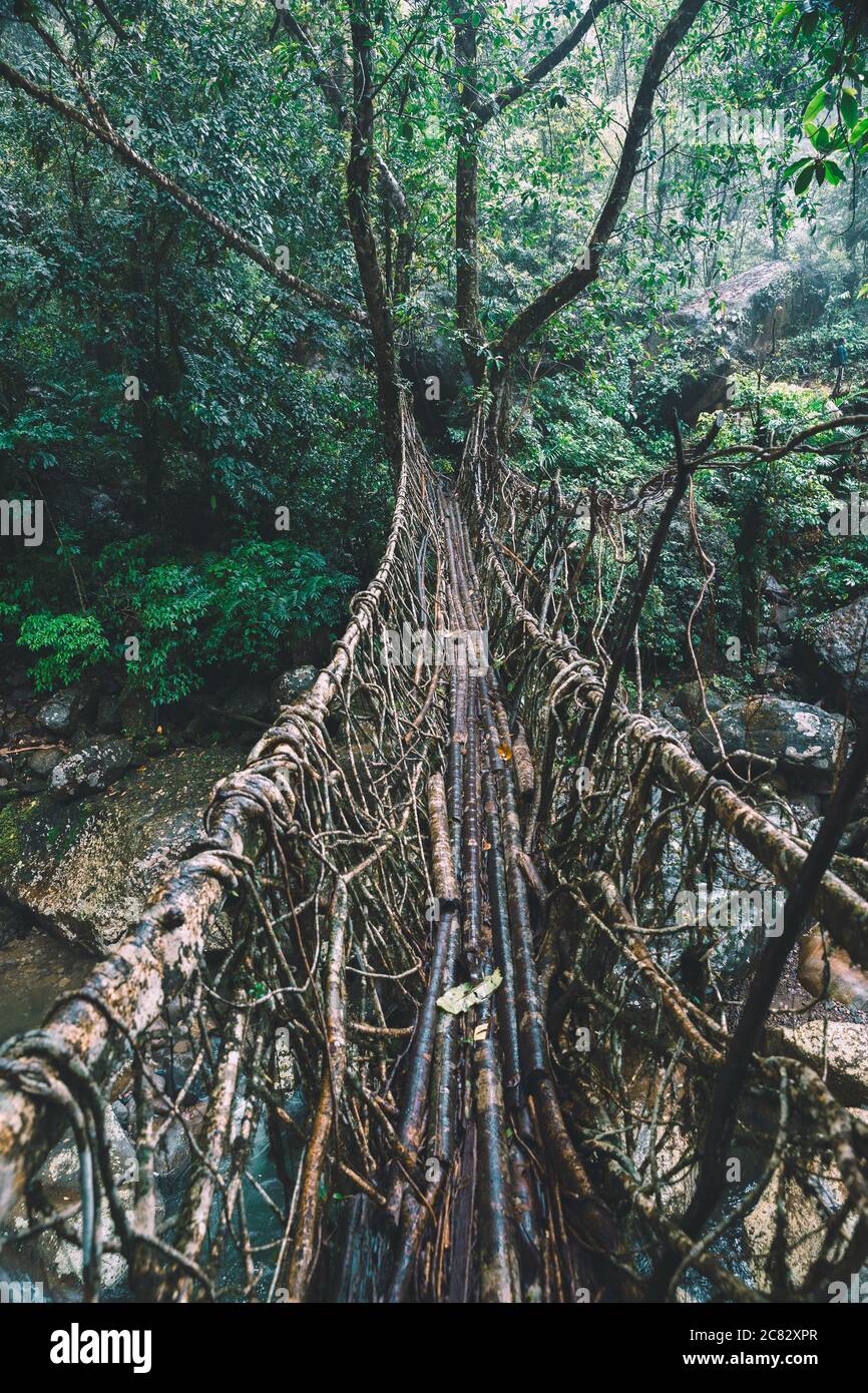 Radice vivente ponte a Cherrapunji, Meghalaya, India Foto Stock