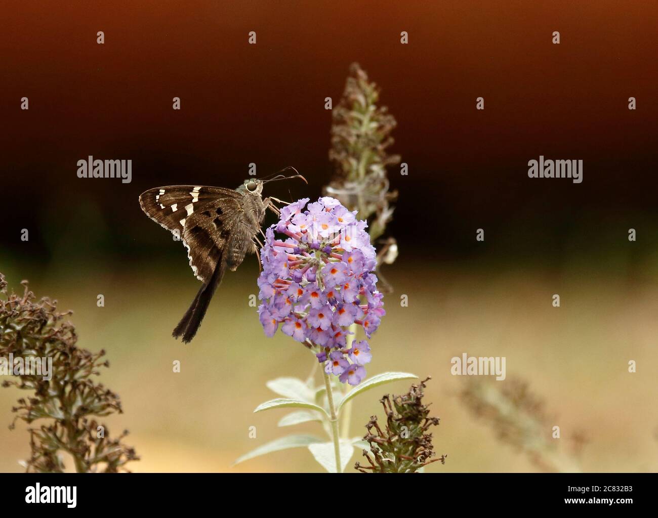 Farfalla Skipper a coda lunga su bush Butterfly viola Foto Stock