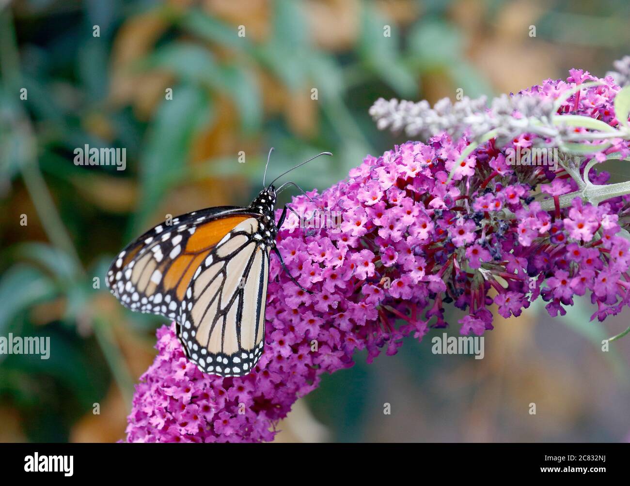 Monarch si nutre di una pinna Butterfly Bush Foto Stock