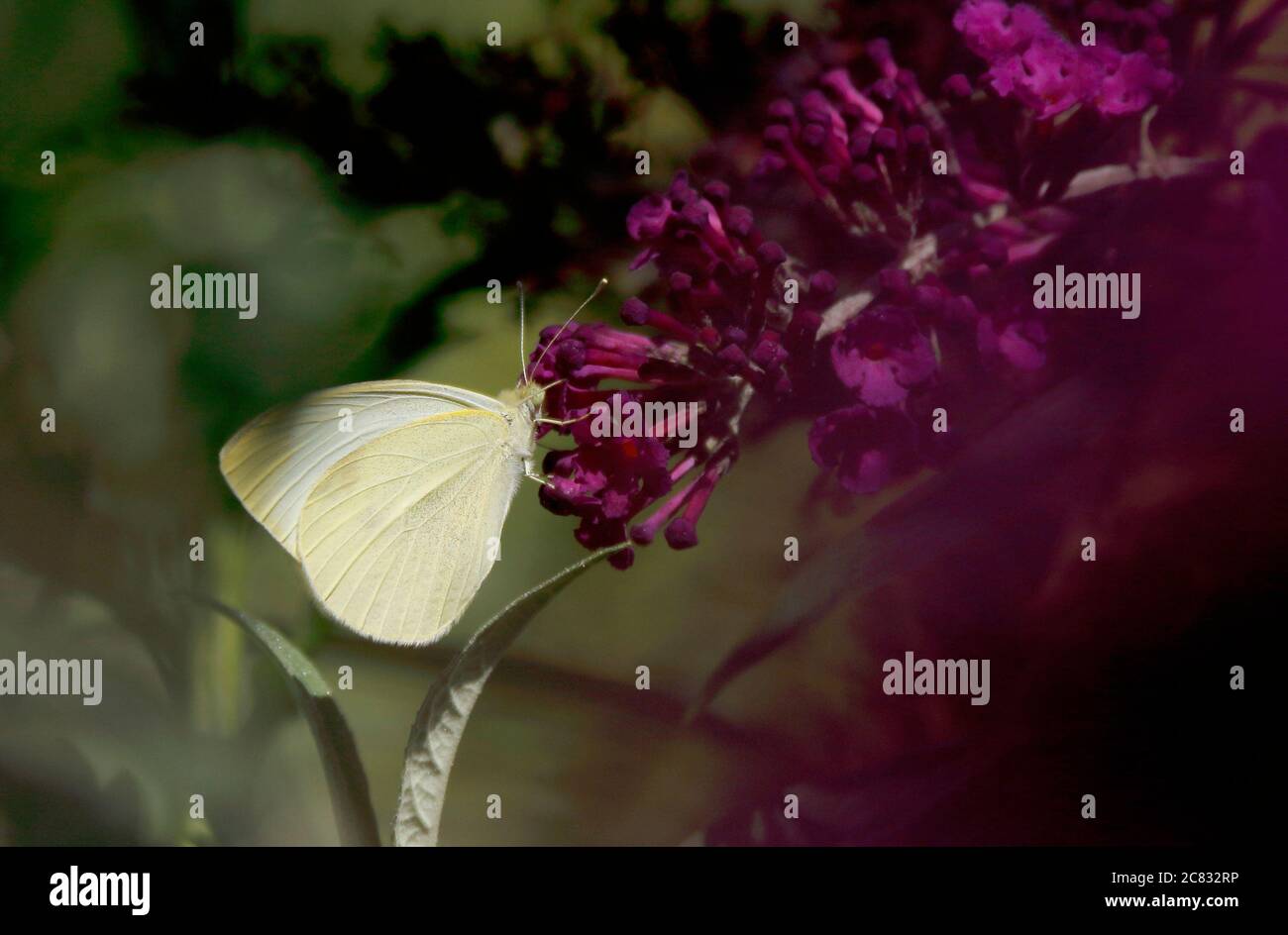 Farfalla gialla e bianca su fiore rosa Foto Stock