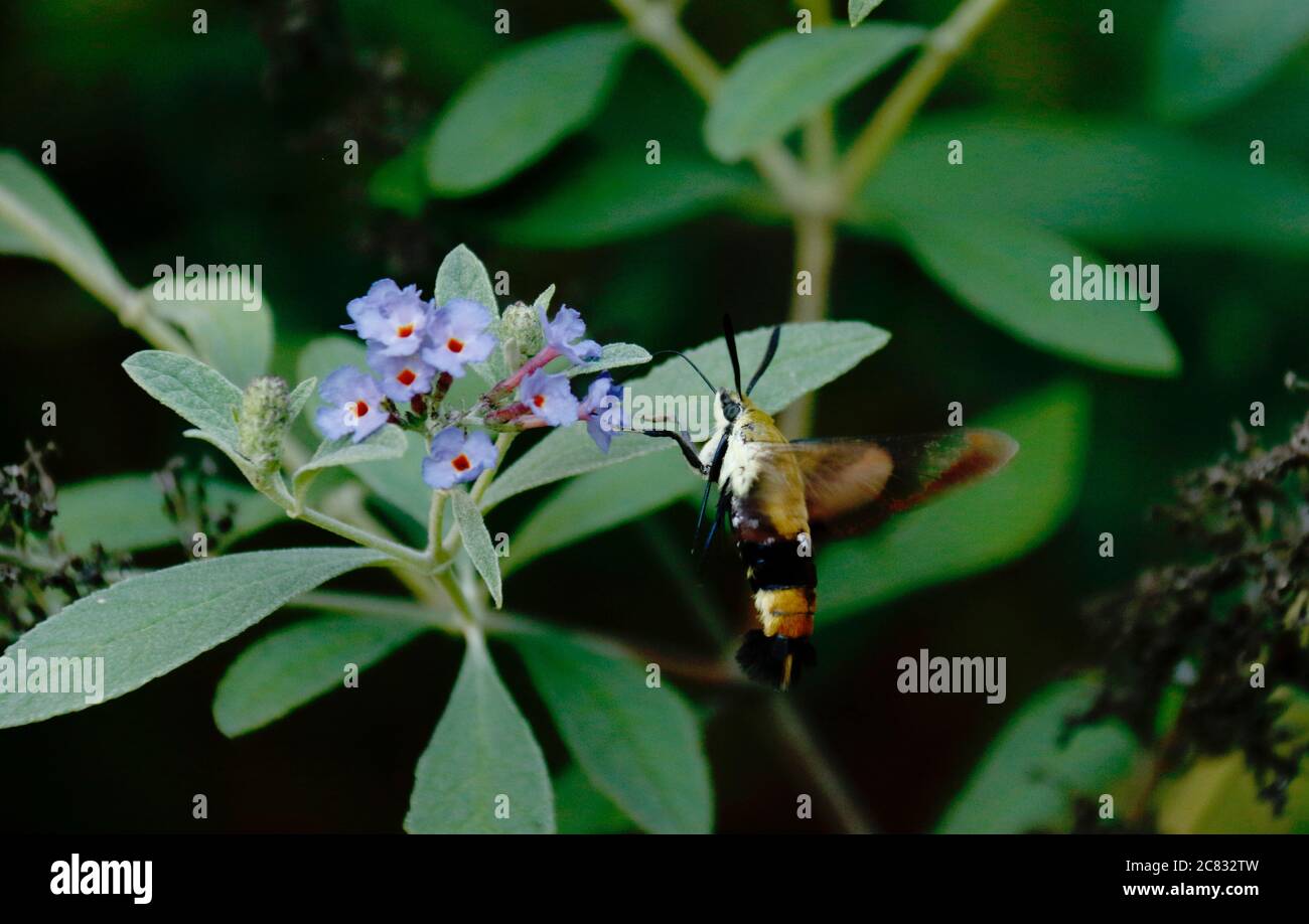 La falce di colibrì si inzira al fiore Foto Stock