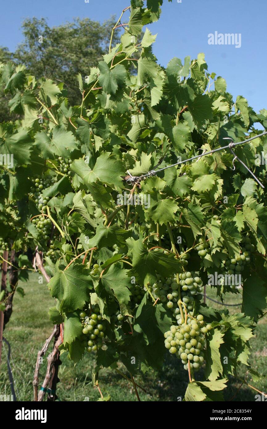 Vigneti del Missouri a metà luglio la contea di St. Charles è la regione vinicola del Missouri, a metà ovest della Napa Valley. Foto Stock