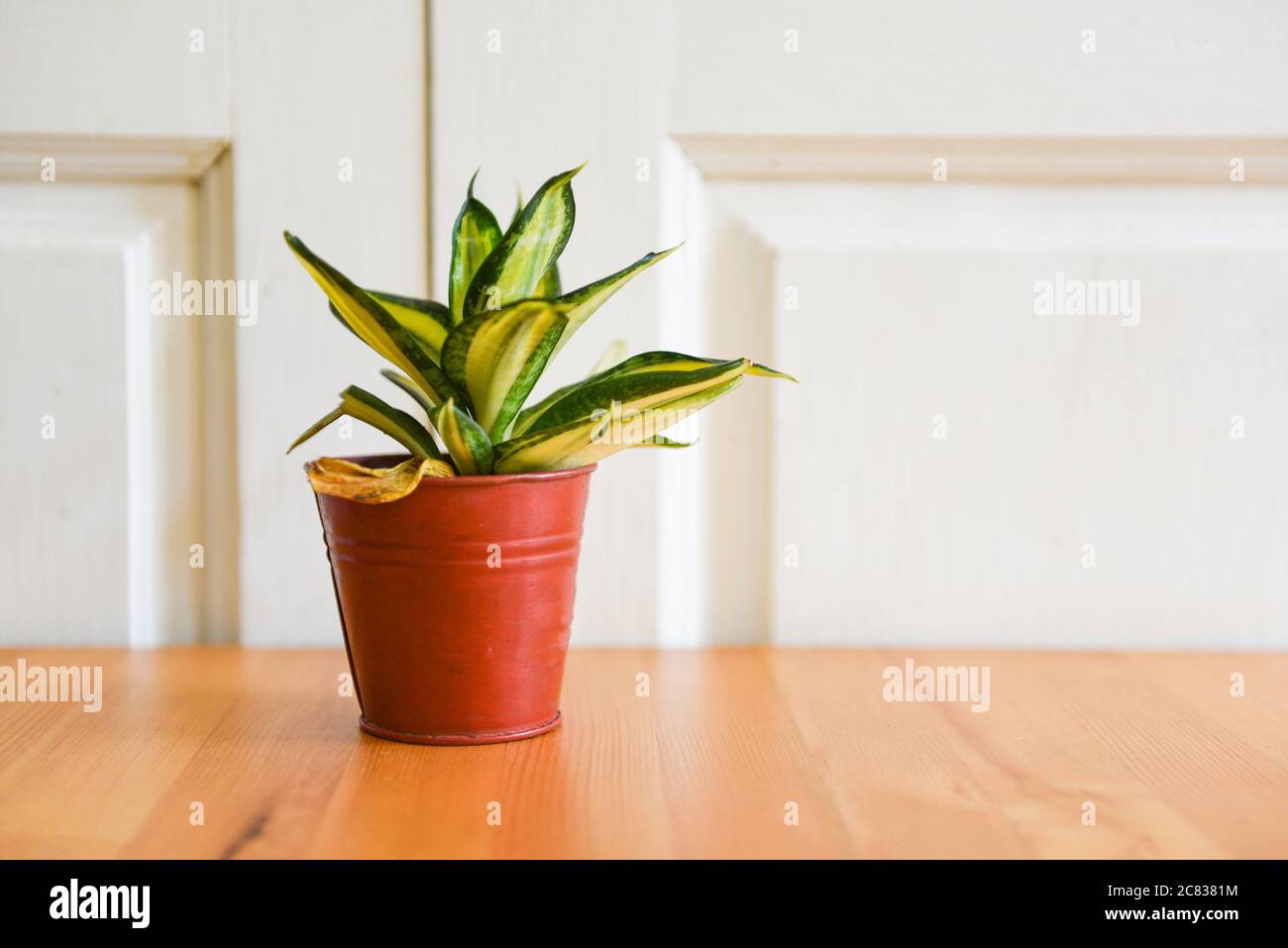 plant in pot on the wooden table and whit wall background / pot plant in house creative minimal of green leaves nature concept Foto Stock