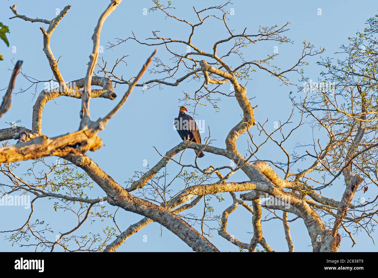 Greater Yellow Headed Vulture in luce serale vicino al Cristalino Lodge in Brasile Foto Stock