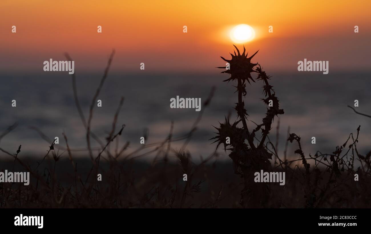Asciugare il fiore del listello nella luce solare che si accende Foto Stock