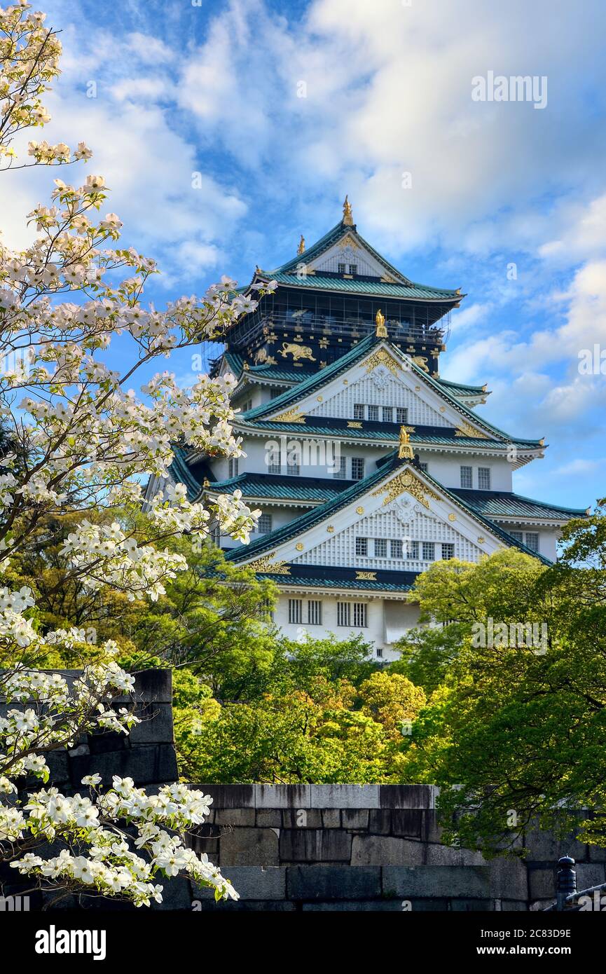 Castello di Osaka in estate con un giardino con fiori di ciliegi di alcuni Yoshino che fioriscono nelle giornate limpide nel mezzo di Osaka, Giappone Foto Stock