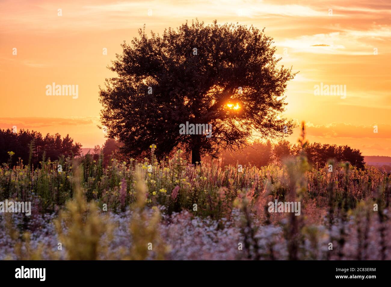 Tramonto con l'albero solista nel prato selvaggio con fiori fioriti Foto Stock