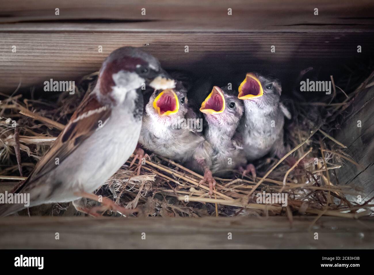Primo piano di un passero che alimenta i suoi tre pulcini in un nido di paglia Foto Stock