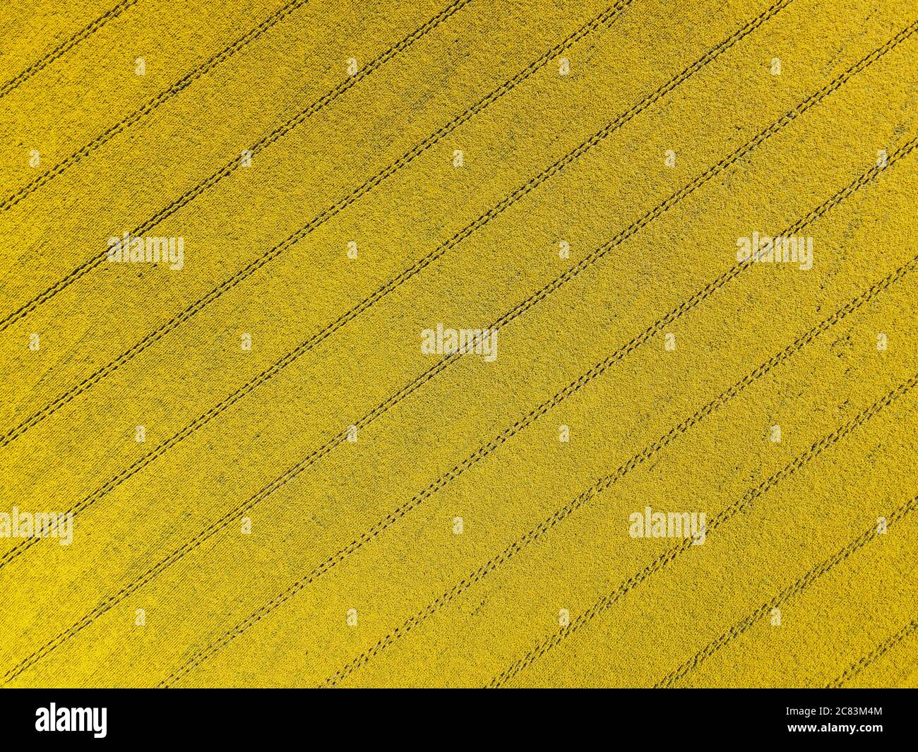 Astratto naturale, campo di girasoli dall'alto con motivi geometrici di sentieri del trattore Foto Stock