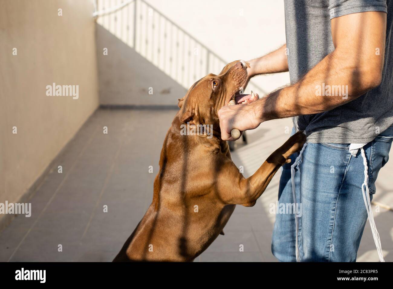Pit bull cane in forza di addestramento con il proprietario Foto Stock