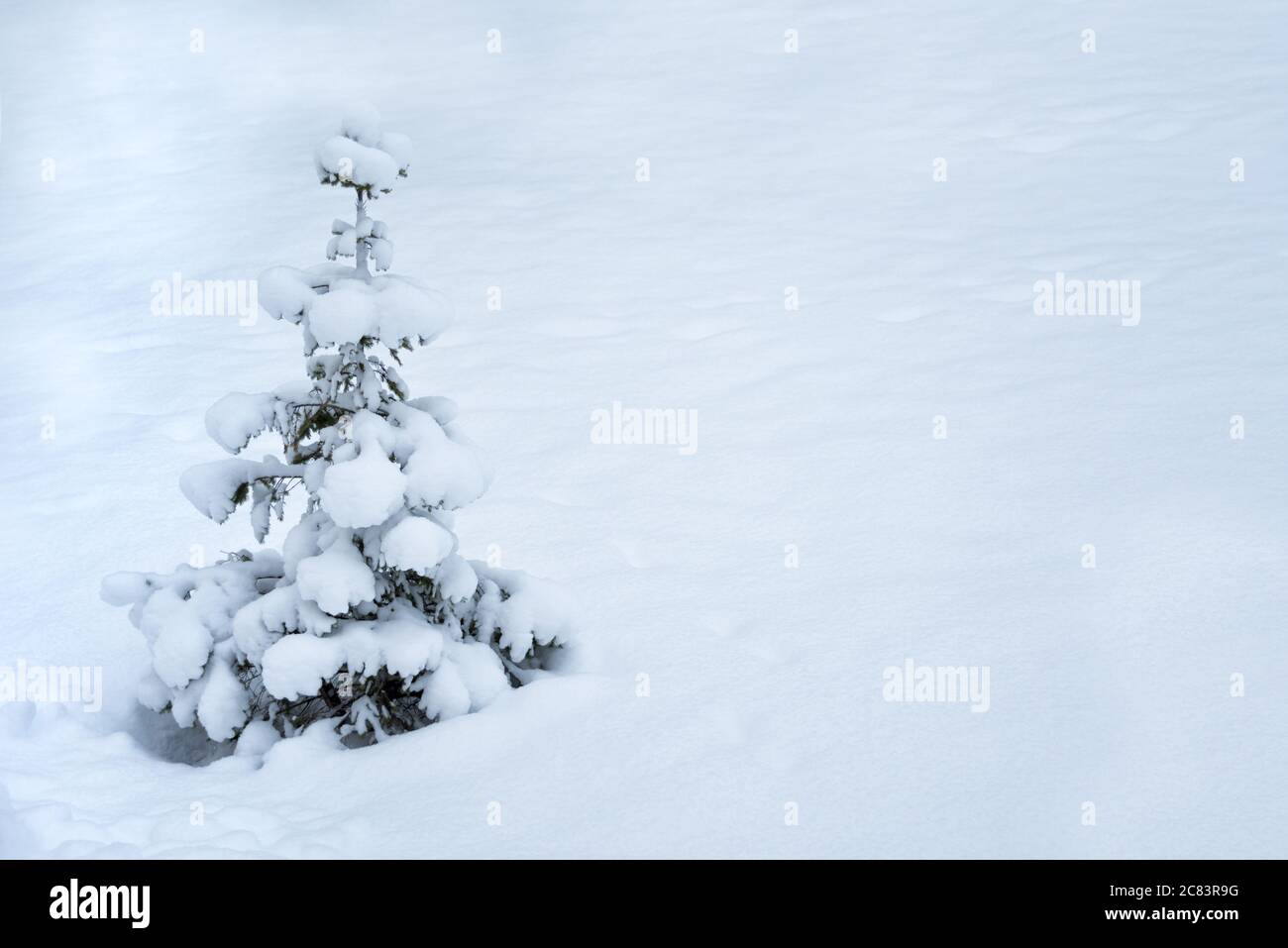 Piccolo albero di Natale, molto coperto di neve, sulla pianura innevata Foto Stock