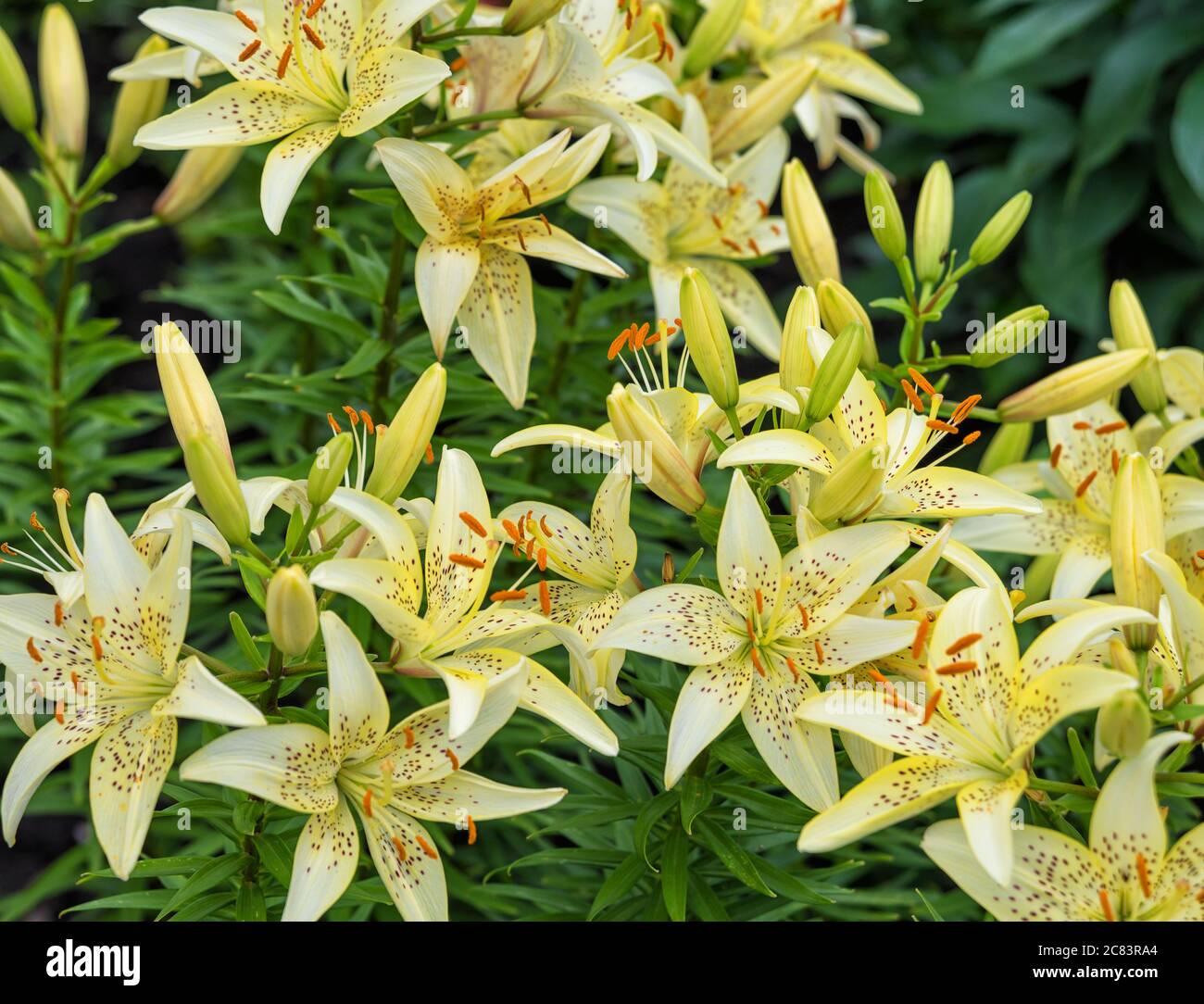Grandi fiori di colore giallo chiaro screziato gigli all'aperto close-up Foto Stock