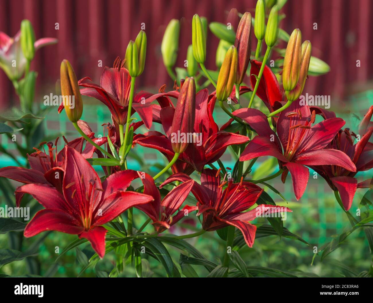 Molti grandi fiori di gigli rossi scuro in primo piano all'aperto Foto Stock