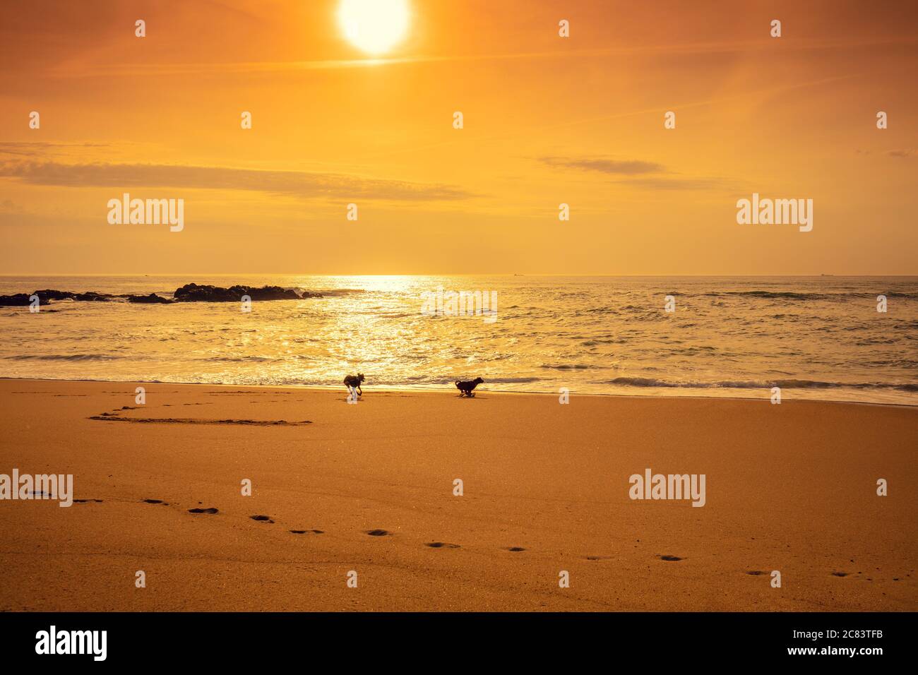 Mare al tramonto. Tramonto dorato sul mare. Due cani sulla spiaggia. Bella spiaggia la sera Foto Stock