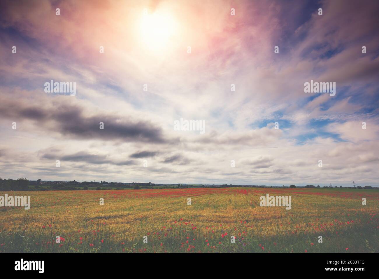 Paesaggio agricolo con un cielo nuvoloso drammatico. Wheatfield con papaveri in fiore Foto Stock