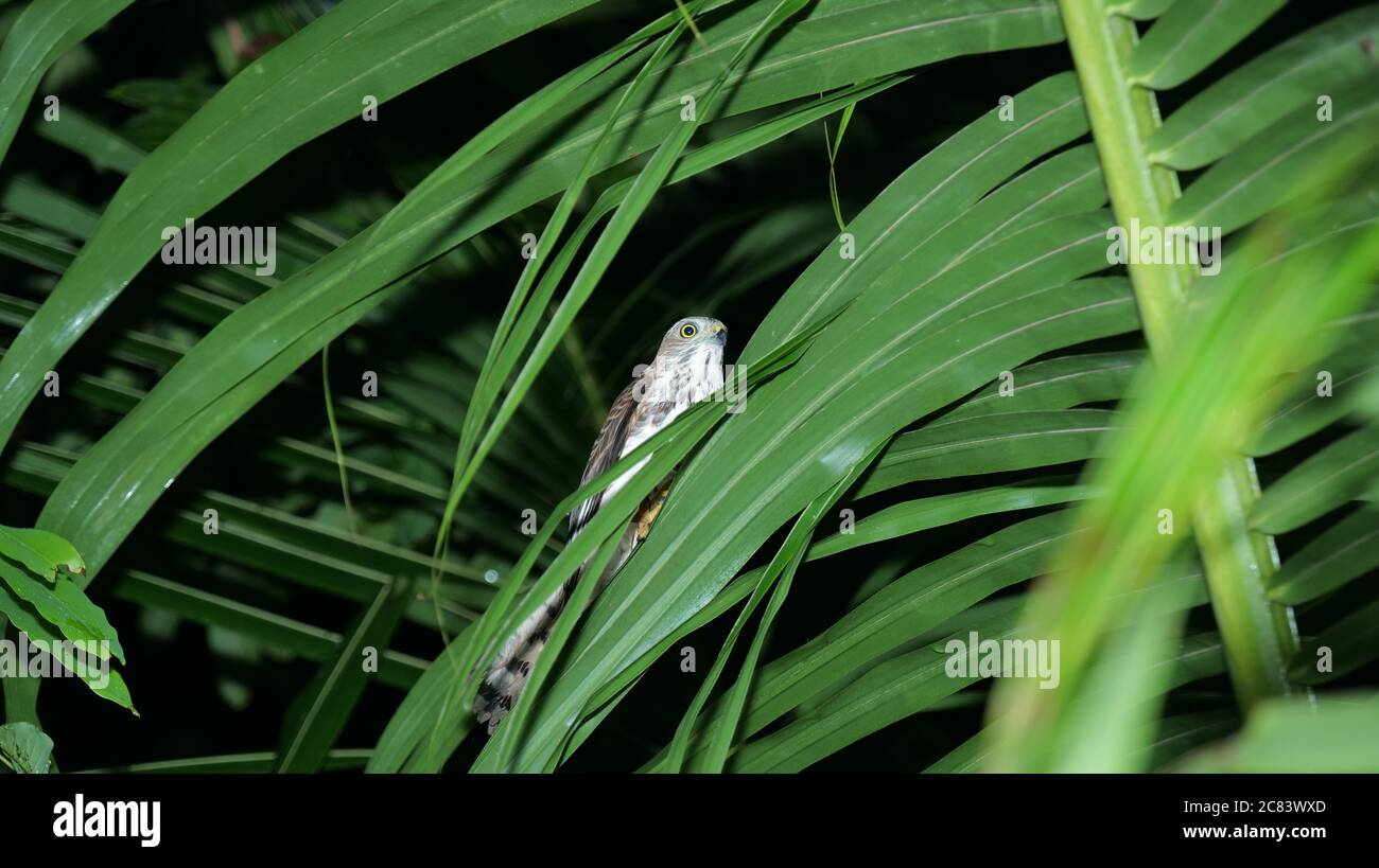 Un'aquila di falco carino e mutevole sull'albero di cocco, Kerala, India. Foto Stock