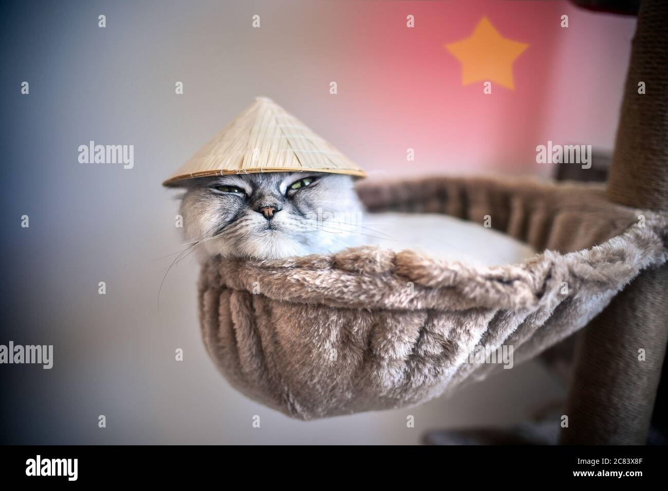 Gattino divertente in piccolo cappello vietnamita sdraiato sulla casa del  gatto Foto stock - Alamy