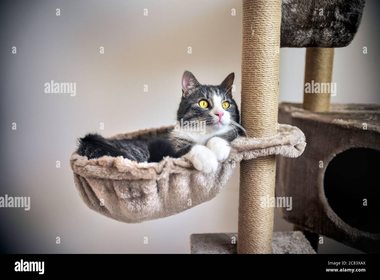 Gattino a righe divertente che giace sulla casa del gatto Foto Stock