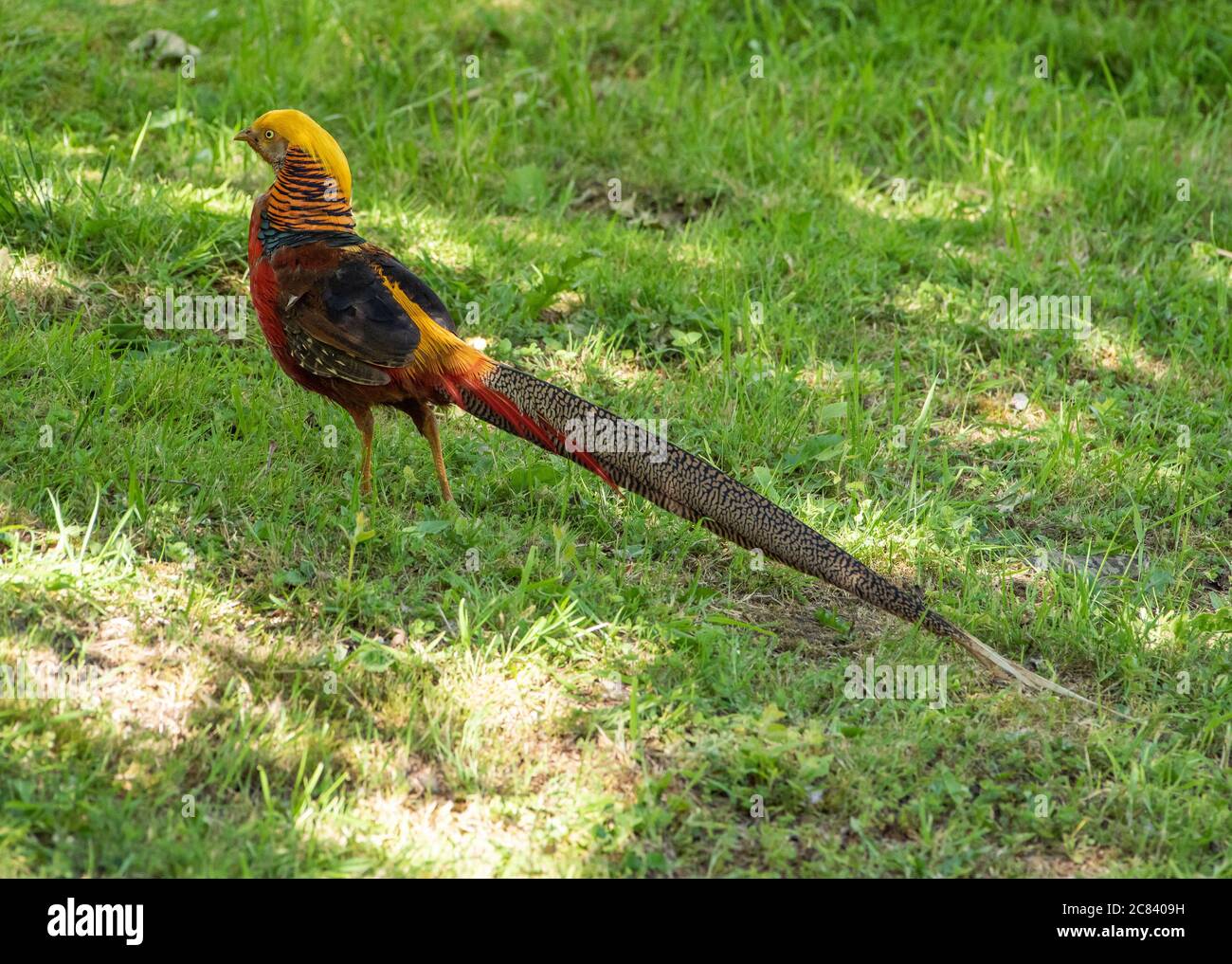 Un fagiano d'oro, Chipping, Preston, Lancashire, Regno Unito Foto Stock