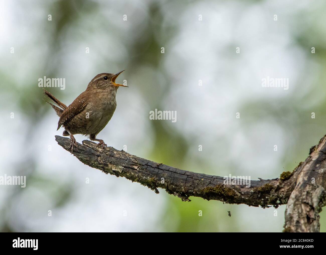 Un canto strenato, Chipping, Preston, Lancashire, Regno Unito Foto Stock