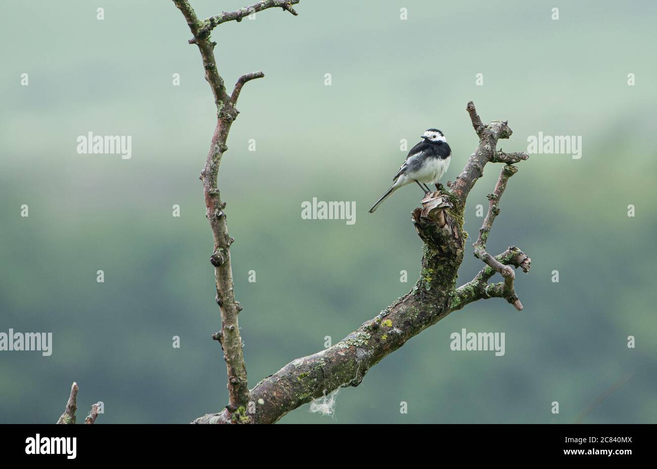Un pied Waggtail su una filiale, Chipping, Preston, Lancashire, UK Foto Stock