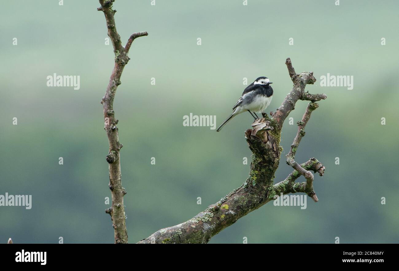 Un pied Waggtail su una filiale, Chipping, Preston, Lancashire, UK Foto Stock