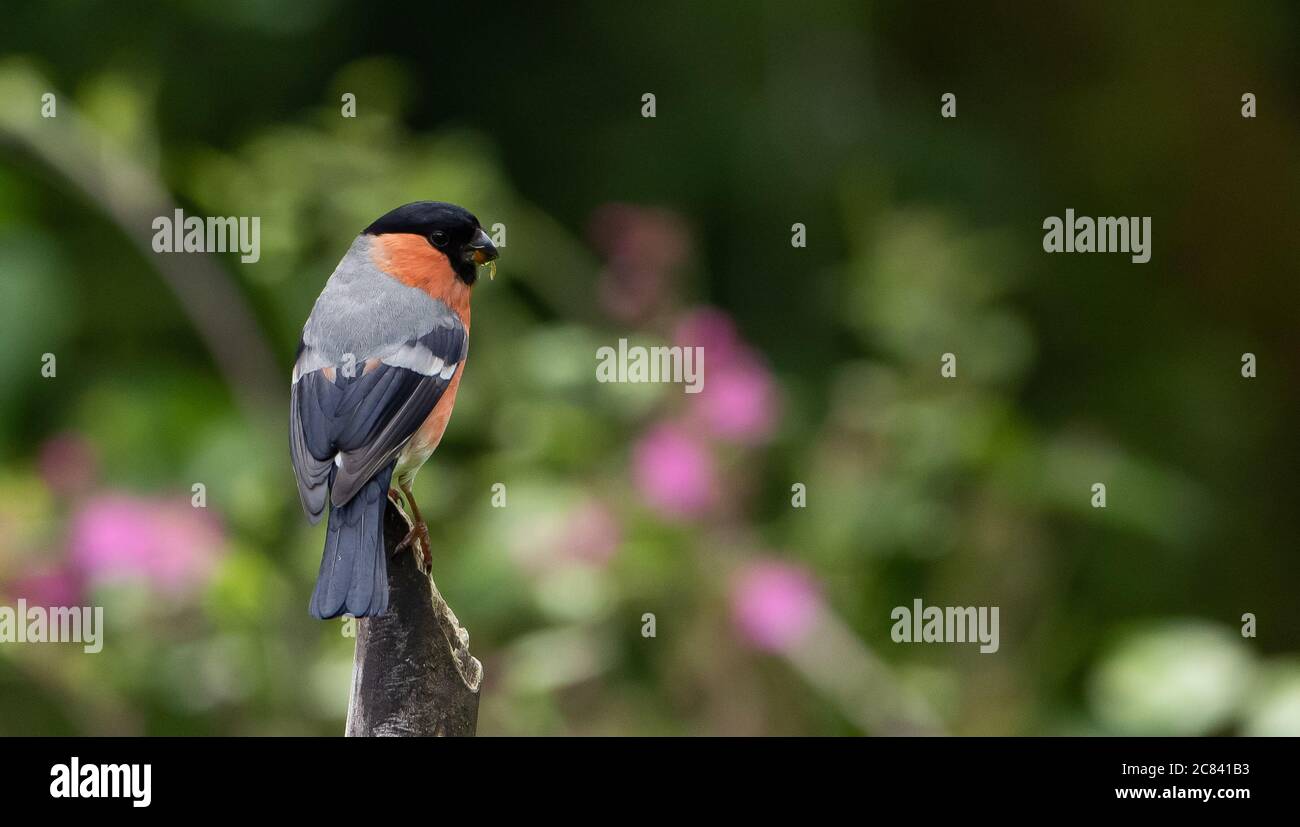A Bullfinch, Chipping, Preston, Lancashire, Regno Unito Foto Stock