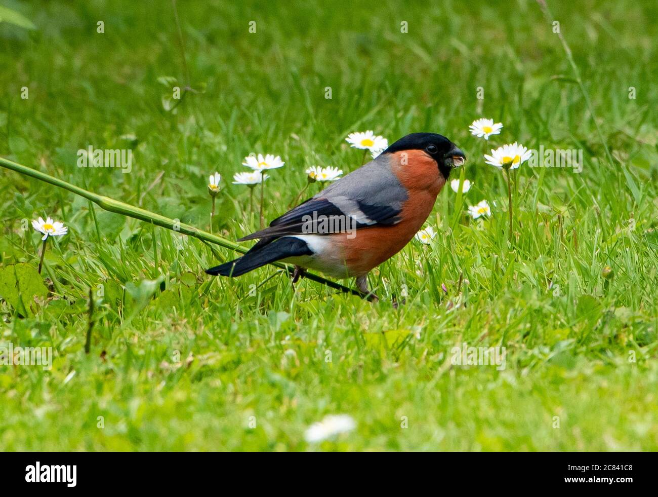 A Bullfinch, Chipping, Preston, Lancashire, Regno Unito Foto Stock