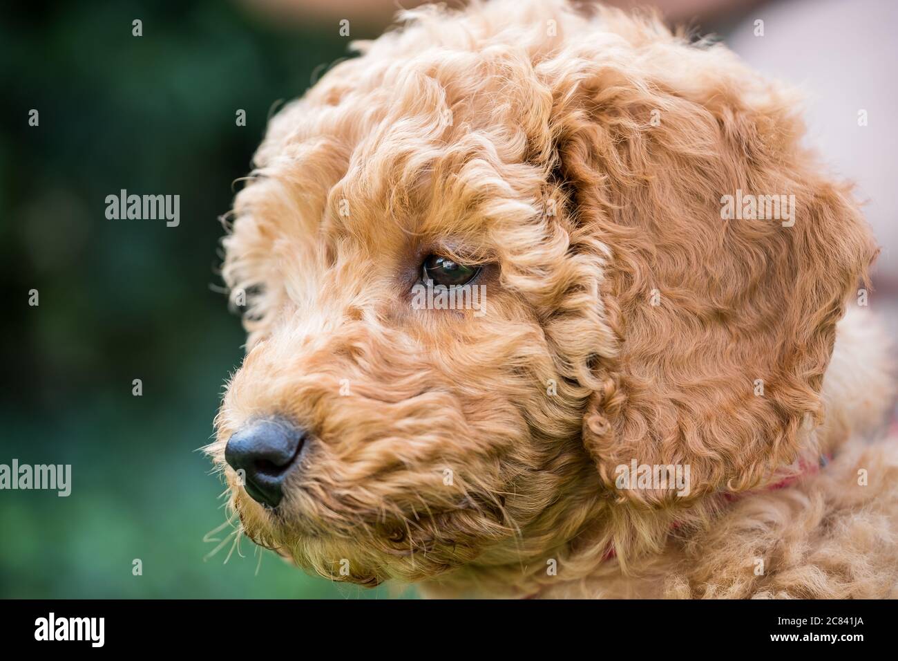 Vicino, fuoco poco profondo della testa di un cucciolo adorabile di mini poodle visto in una posizione esterna, durante il suo esercizio. Foto Stock