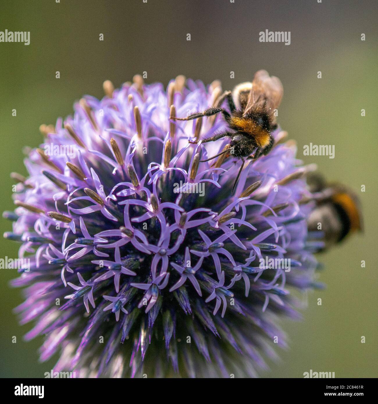 Primo piano di un bumblebee su fiore viola Foto Stock