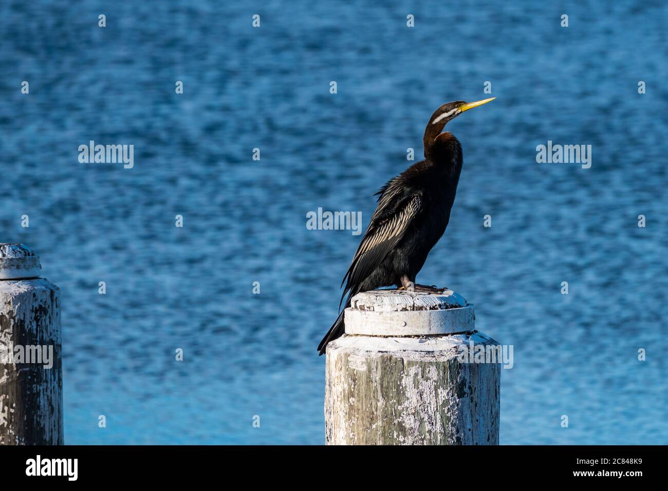 Darter riposato su un pallido Foto Stock