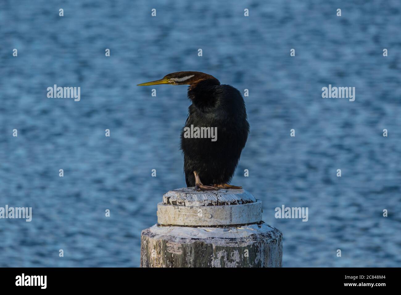Darter riposato su un pallido Foto Stock