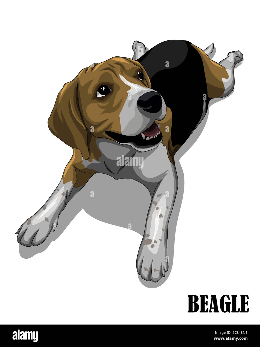 Illustrazione vettoriale del cane beagle sta guardando sopra. Come è affamato e in attesa di cibo. Illustrazione Vettoriale