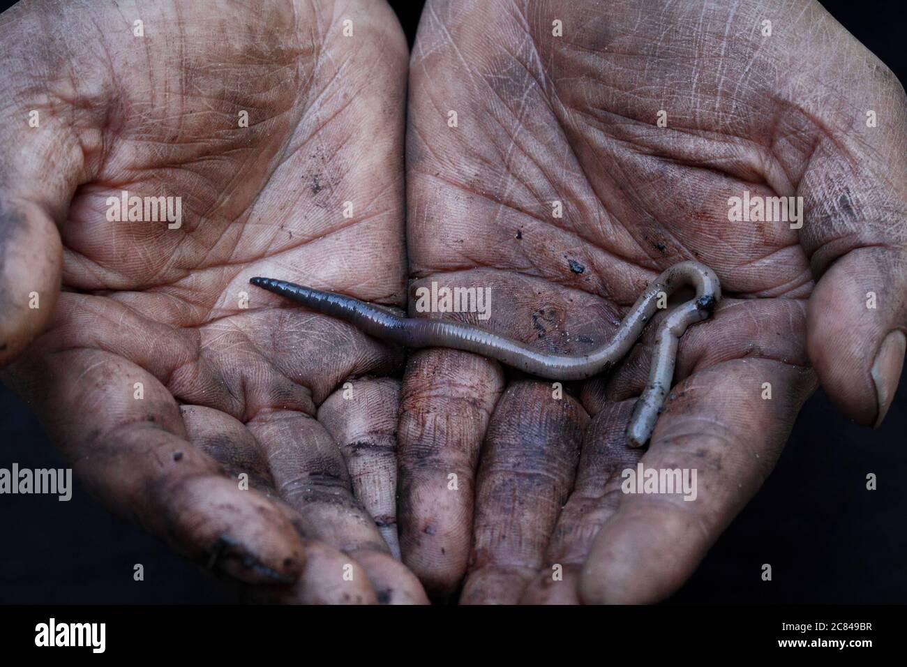 verme di terra su terra fangosa mani di un operaio vicino su Foto Stock