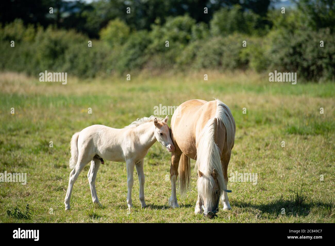 I pony gallesi di montagna e i loro nemici giocano su un campo dal villaggio di Bishop's Itchington, Warwickshire. Foto Stock