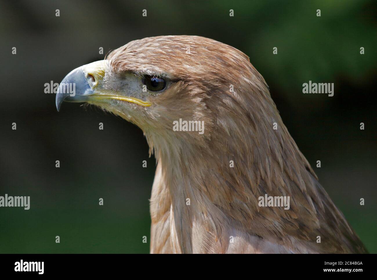African Tawny Eagle (aquila rapax) Foto Stock