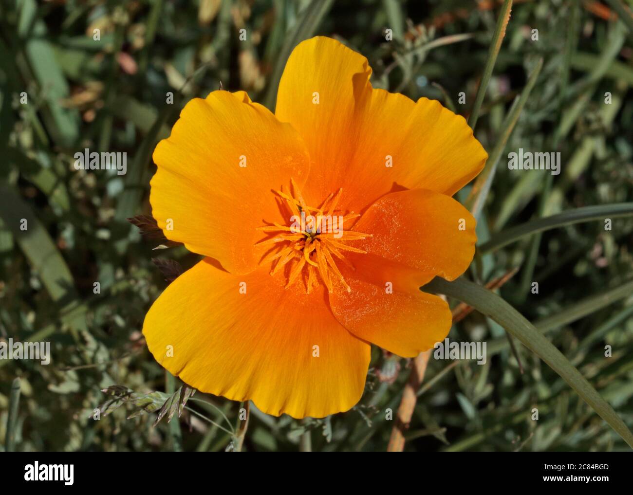 Papavero californiano (eschscholzia californica) Foto Stock