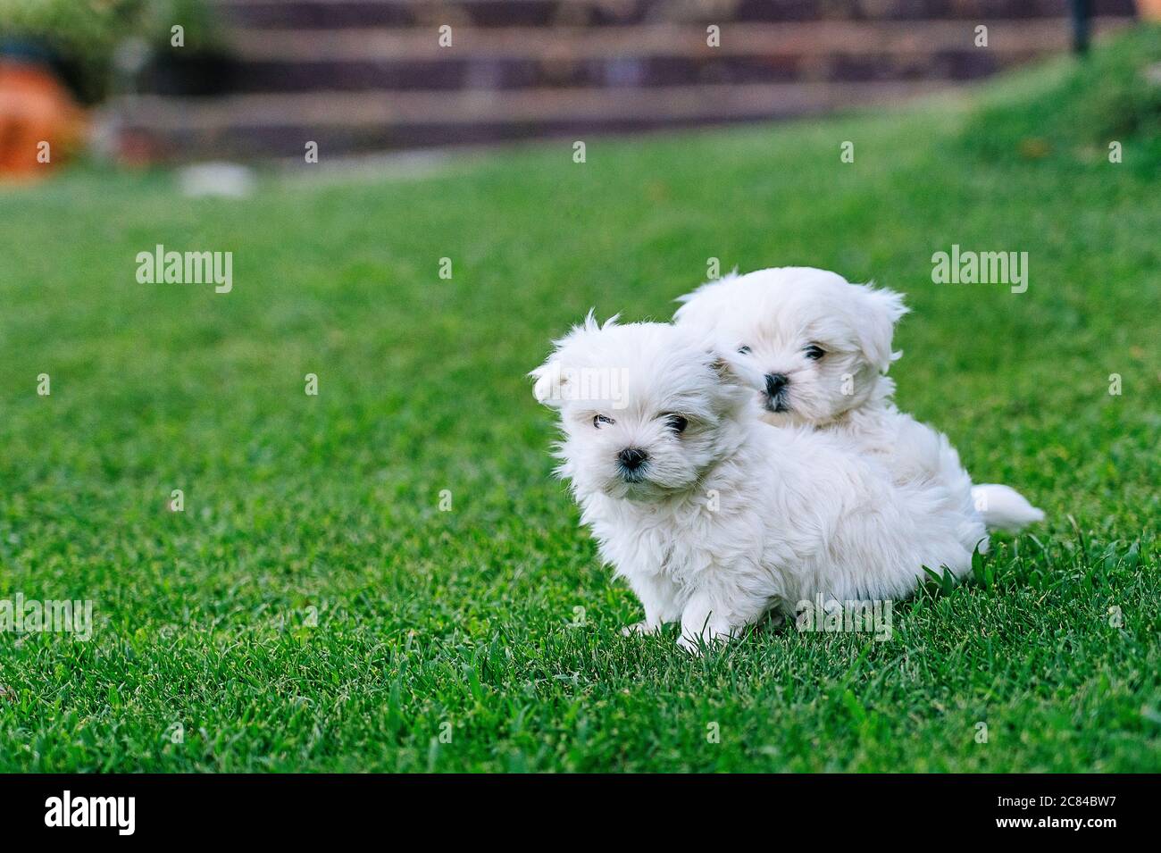 Un paio di cuccioli di bichon maltesi in erba Foto Stock