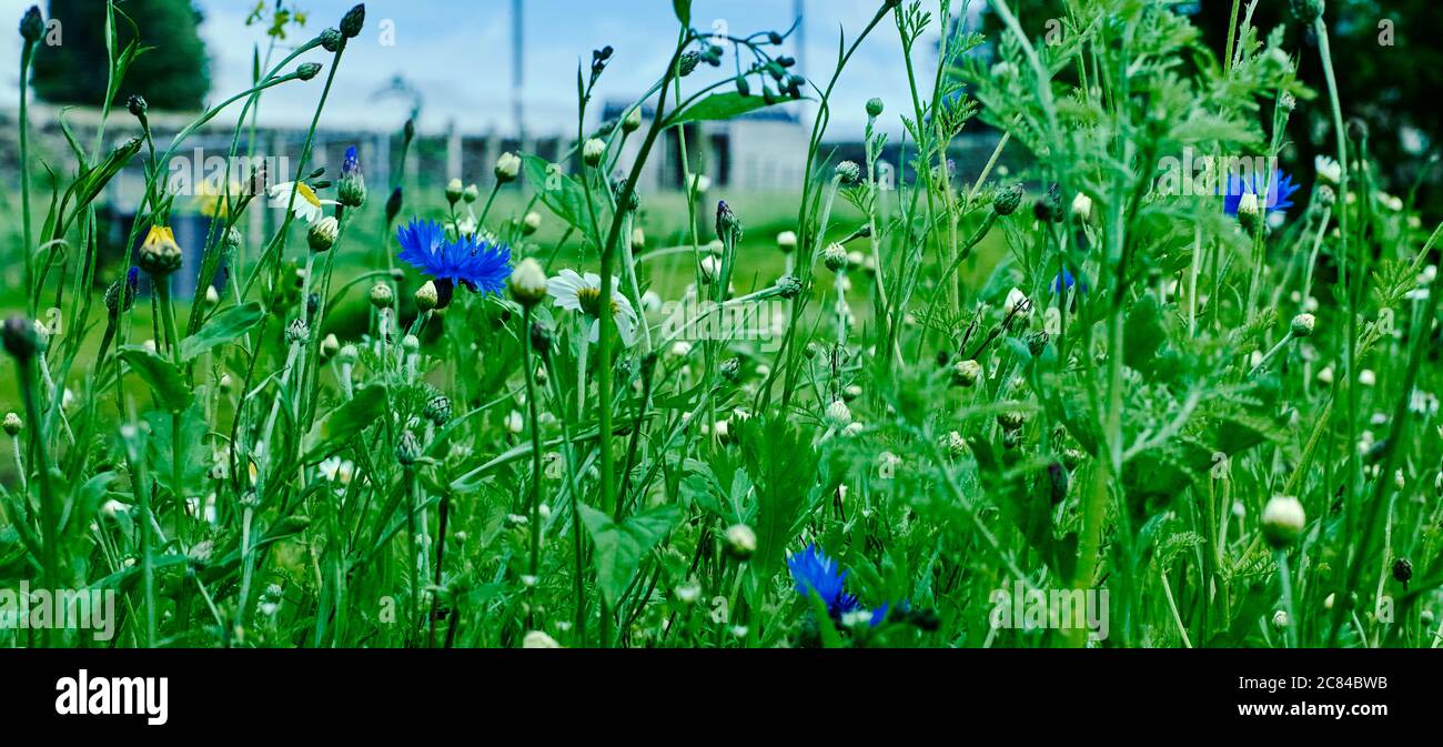 Immagine granulosa di un prato di brughiera a 900ft Foto Stock