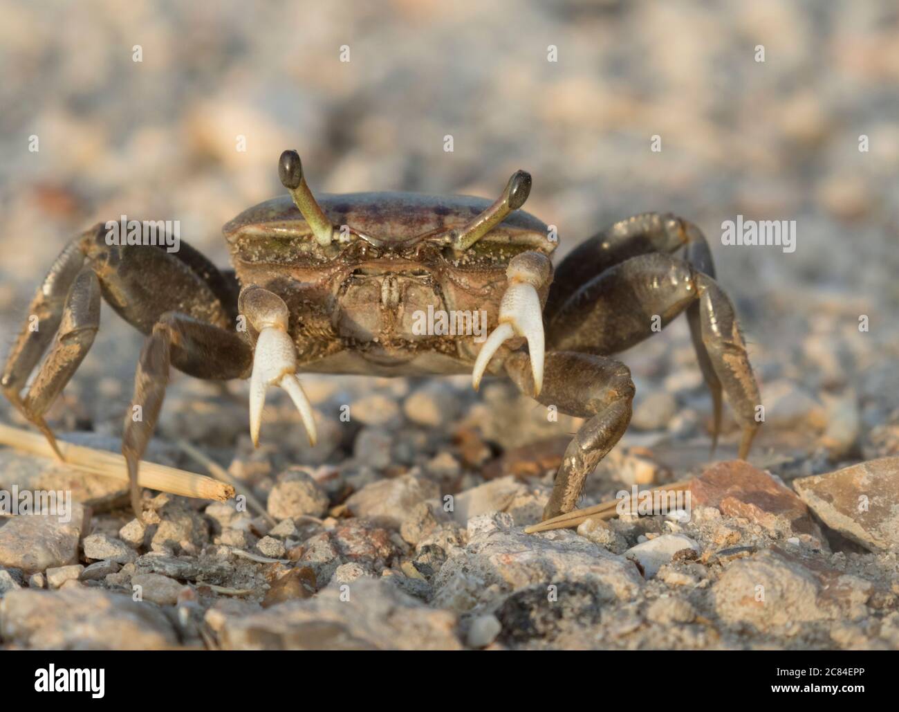 Granchio per bambini salmastre (Uca minax) a Galveston, Texas Foto Stock