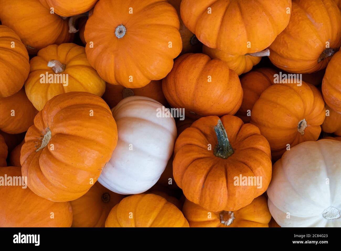 Zucche bianche e arancioni in vendita sul mercato Foto Stock